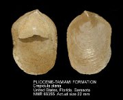 PLIOCENE-TAMIAMI FORMATION Crepidula plana